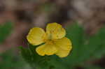 Celadine poppy